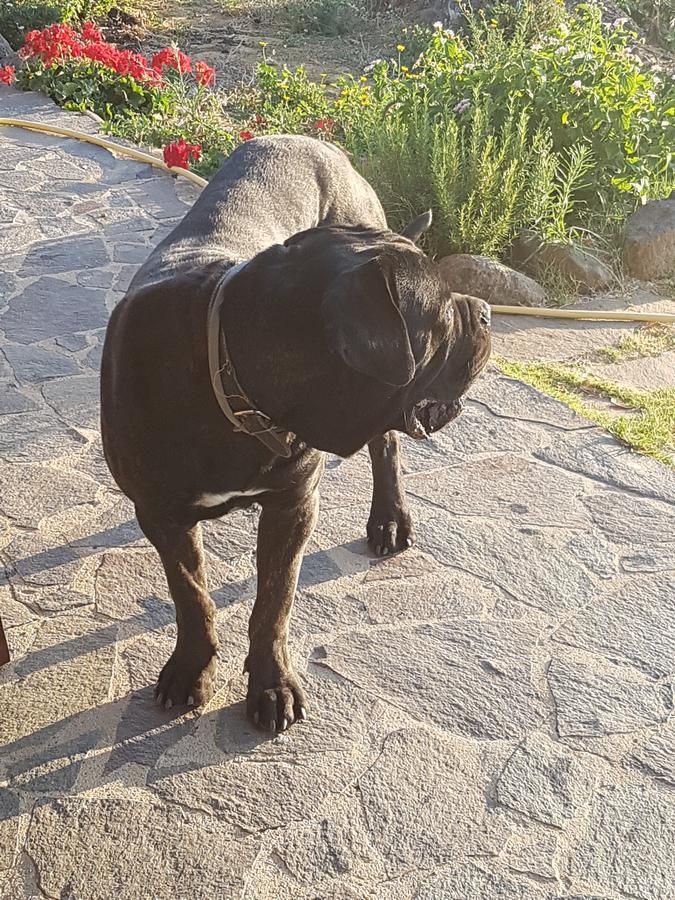 Agriturismo Gennemara B&B Perdaxius Dış mekan fotoğraf